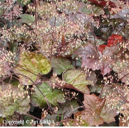 Heuchera micrantha 'Palace Purple'